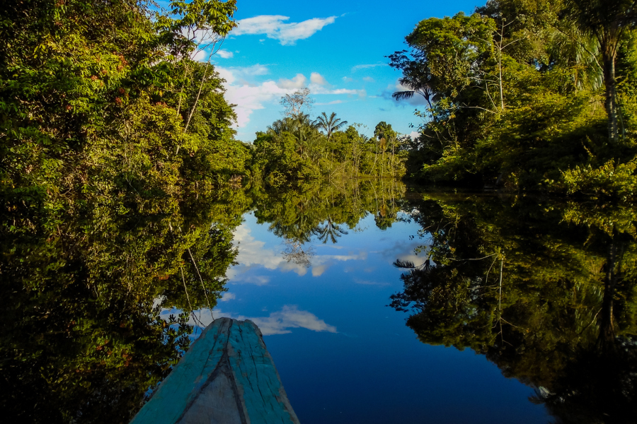 Río amazónico y bosque