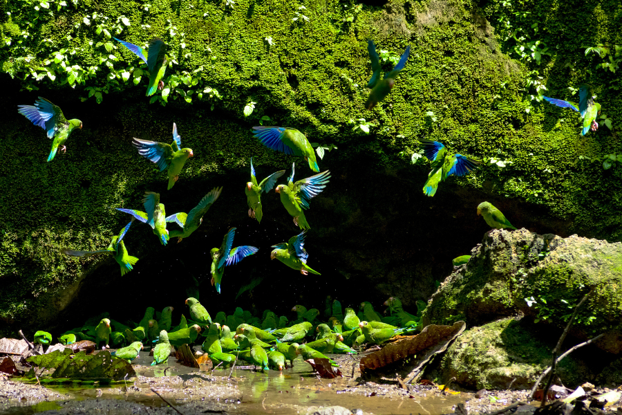 Aves en el territorio amazónico del Yasuní